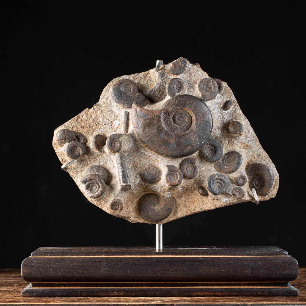 Ammonites Cheiloceras Subpartitum e Kalloclymenia Subarmata