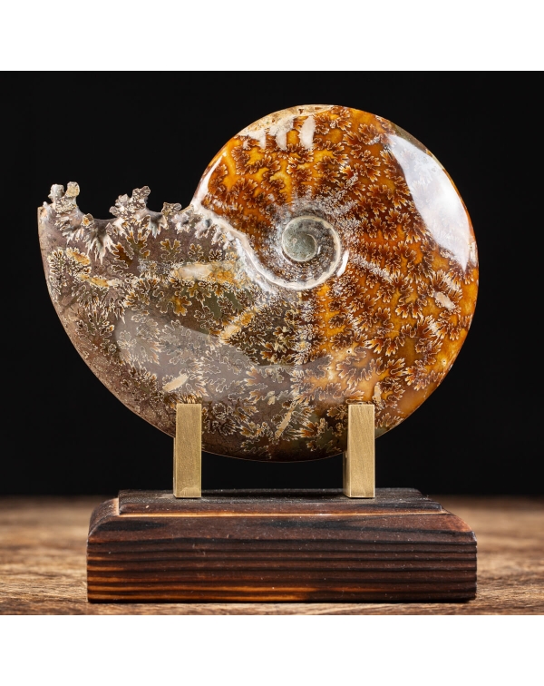 Ammonite Cleoniceras 