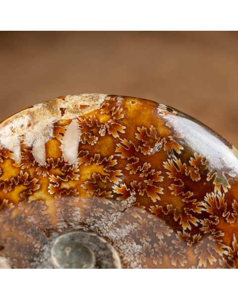 Ammonite Cleoniceras 