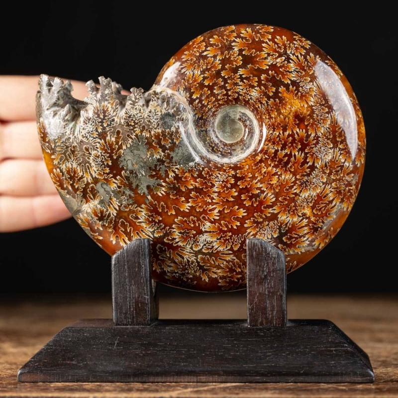 Ammonite Cleoniceras The perfect spiral