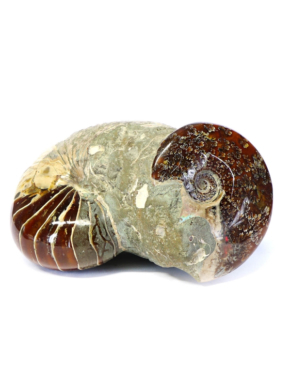 Cleoniceras Ammonite with Nautiloid