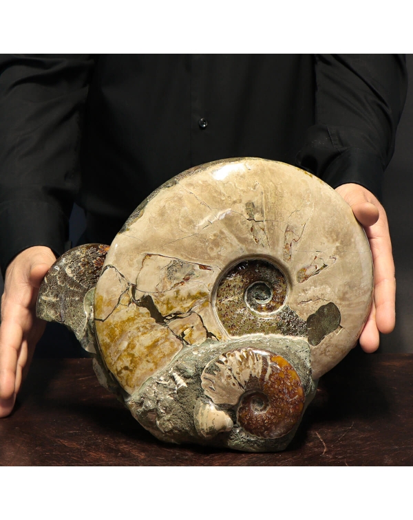 Cleoniceras Ammonites Group