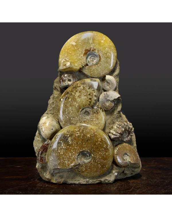 Ammonites Cleoniceras Group