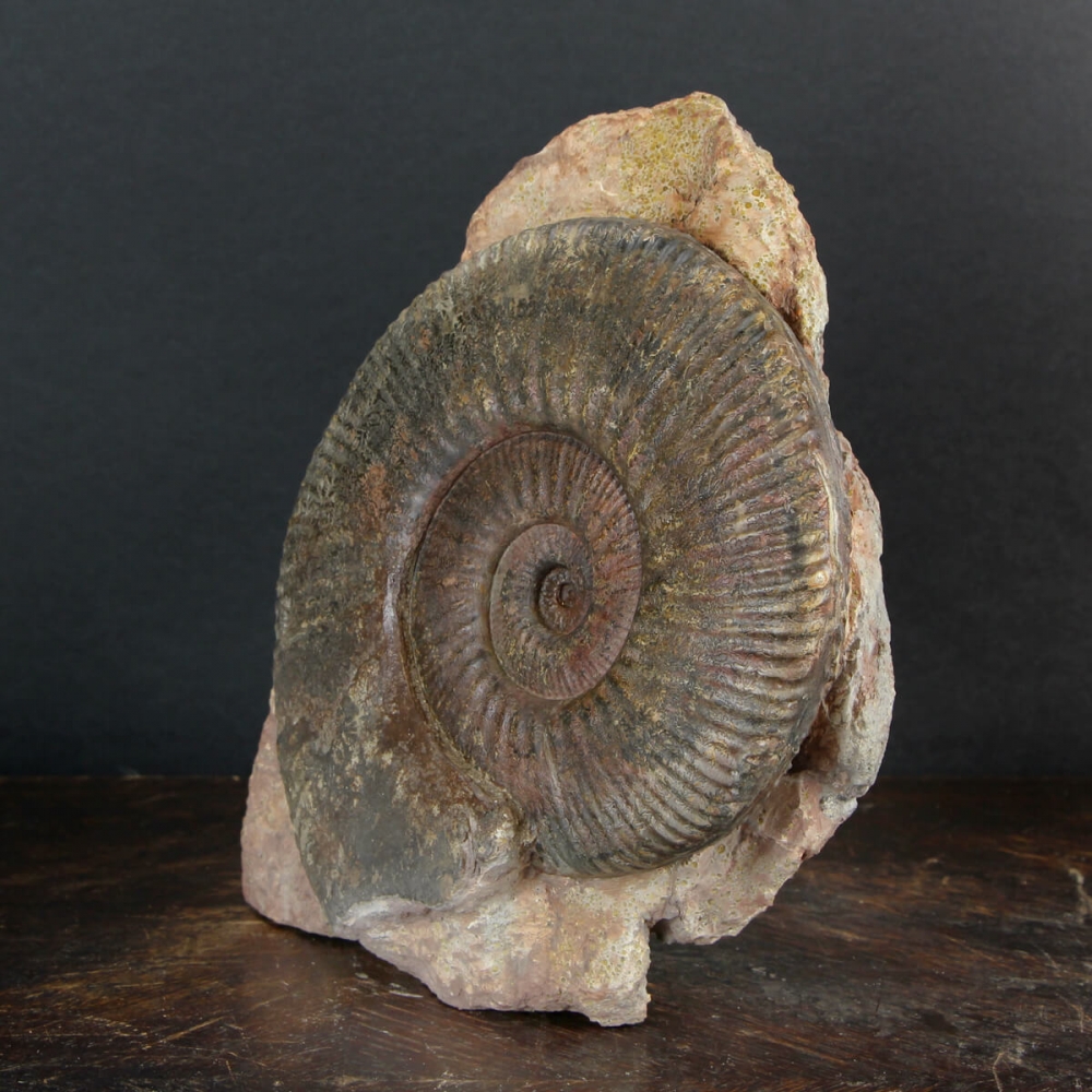 Ammonite Hammatoceras su Matrice