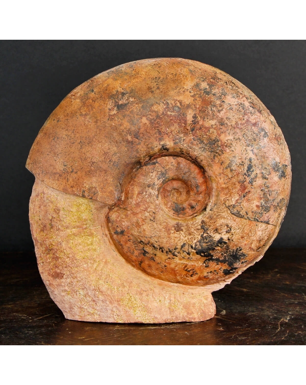 French Ammonite on Matrix