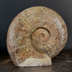 Esericeras Ammonites (3)