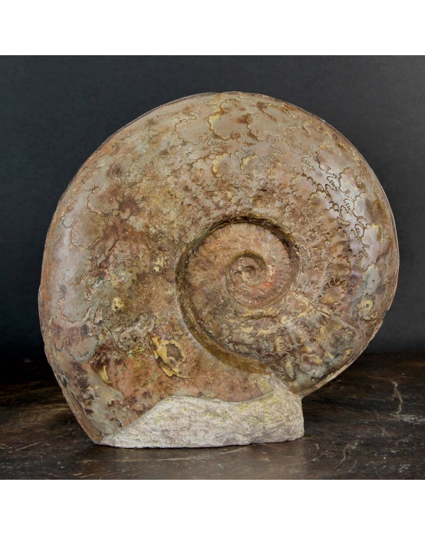 Esericeras Ammonite