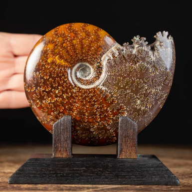 Ammonite Cleoniceras on Decorative Base