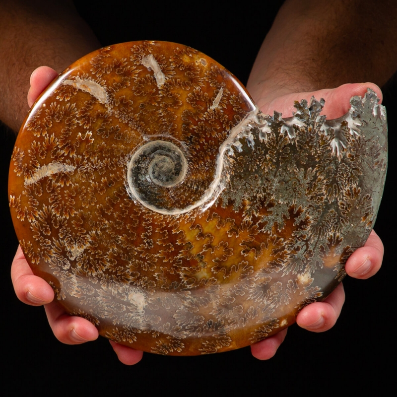 Cleoniceras Ammonites 