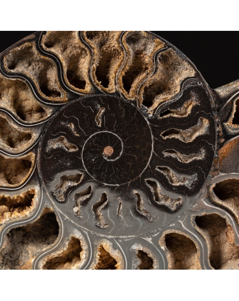 Black Cleoniceras Ammonites