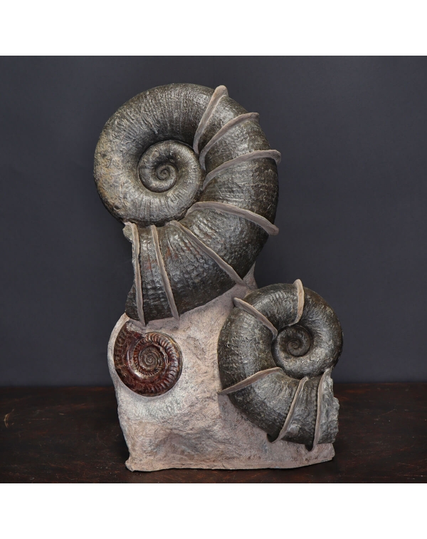 Ammonite Lytoceras Fimbriatum