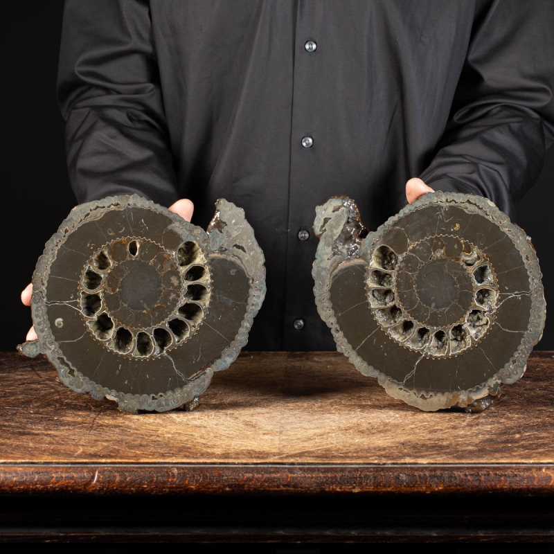 Section Ammonite Speetoniceras