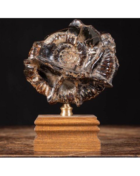 Ammonite Douvilleiceras on Septaria