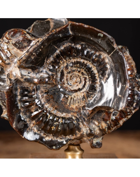 Ammonite Douvilleiceras on Septaria