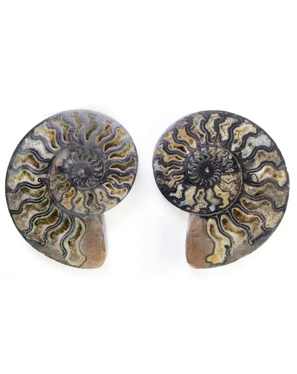 Black Ammonite Cleoniceras