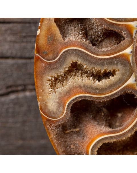 Cleoniceras ammonite on wooden frame