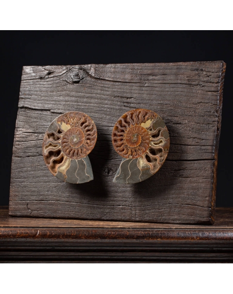 Cleoniceras ammonite on wooden frame
