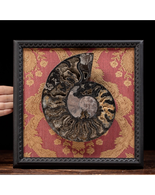 Cleoniceras Ammonite in Wooden Frame