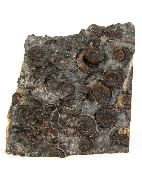 Ammonites Group - Promicroceras Marstonensis