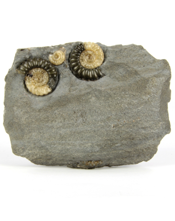 Ammonites Group Promicroceras Planicosta