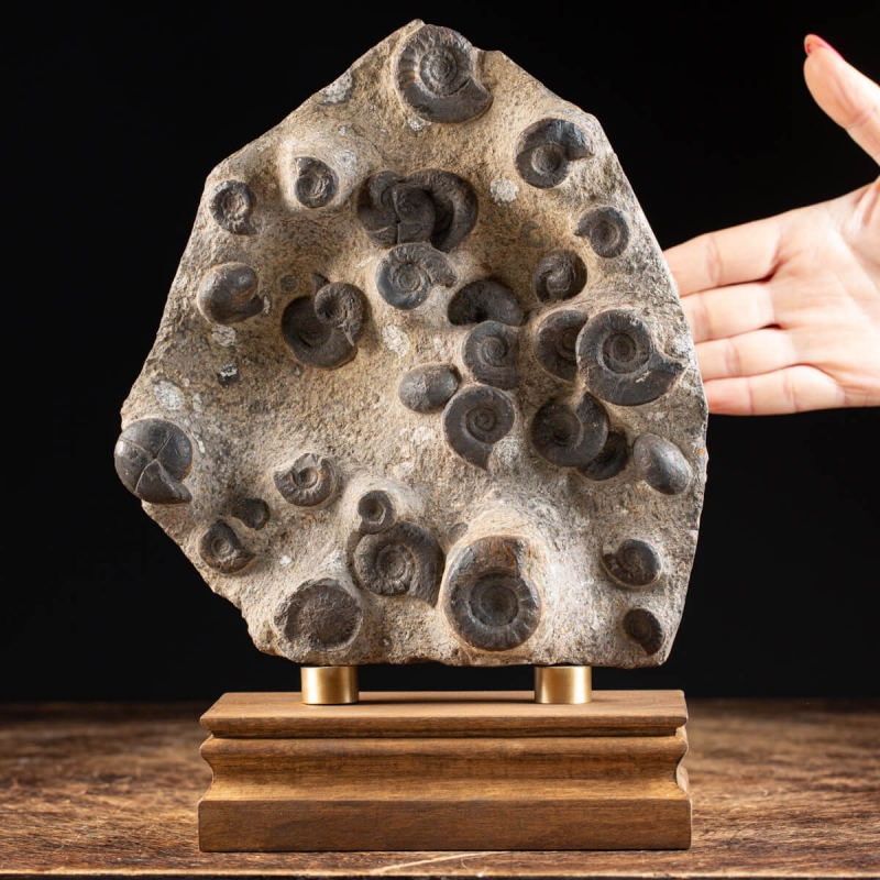 Morocco Ammonites Slab