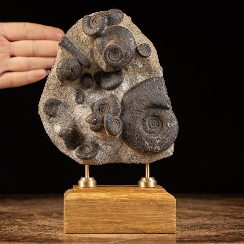 Morocco Ammonites Slab