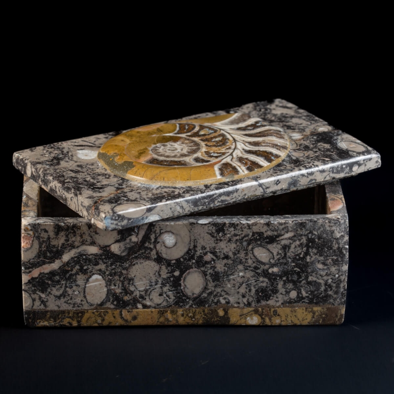 Ammonite Jewelry Box