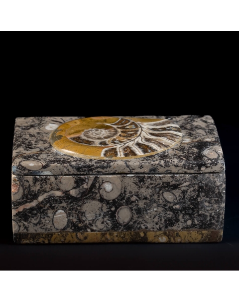 Ammonite Jewelry Box