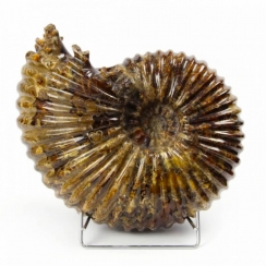 Douvilleiceras Ammonites (19)
