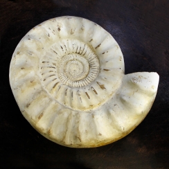 Ammonites Kranaosphinctes (5)
