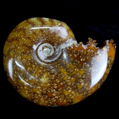 Ammonites Cleoniceras (49)