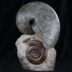 Ammonites and Nautilus (2)
