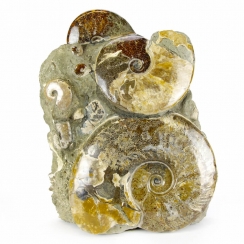 Albiano Ammonites Group (43)