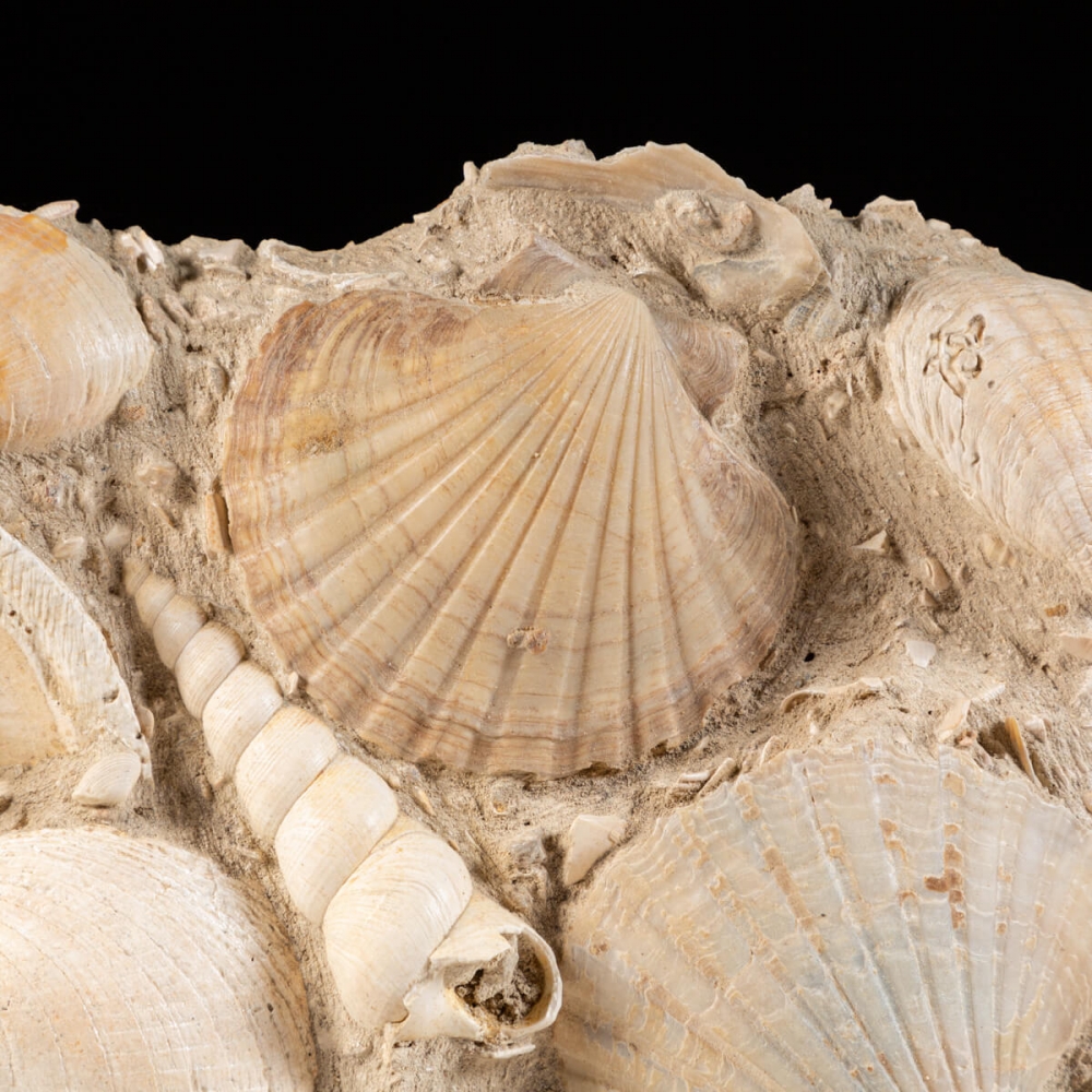 Lastra con conchiglie fossili