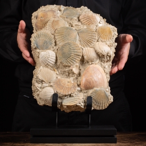 Lastra con conchiglie fossili