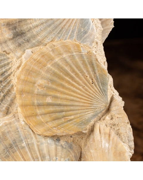 Fossil Shells Slab