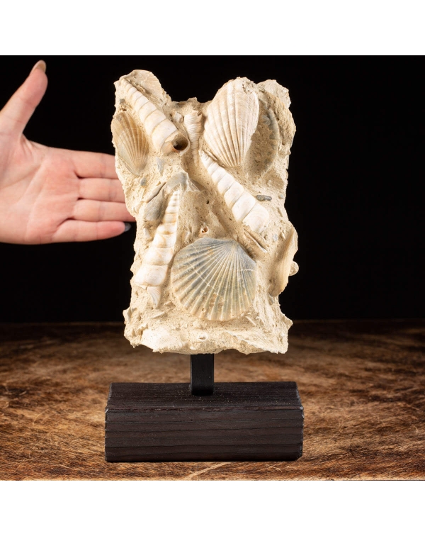 Fossil Shells on matrix -  Pecten and Turritelle