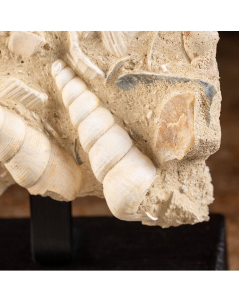 conchiglie fossili in matrice -  Pecten e Turritelle