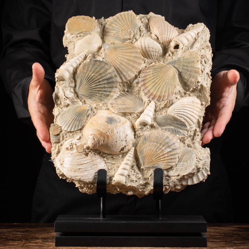 Fossil Shells Slab