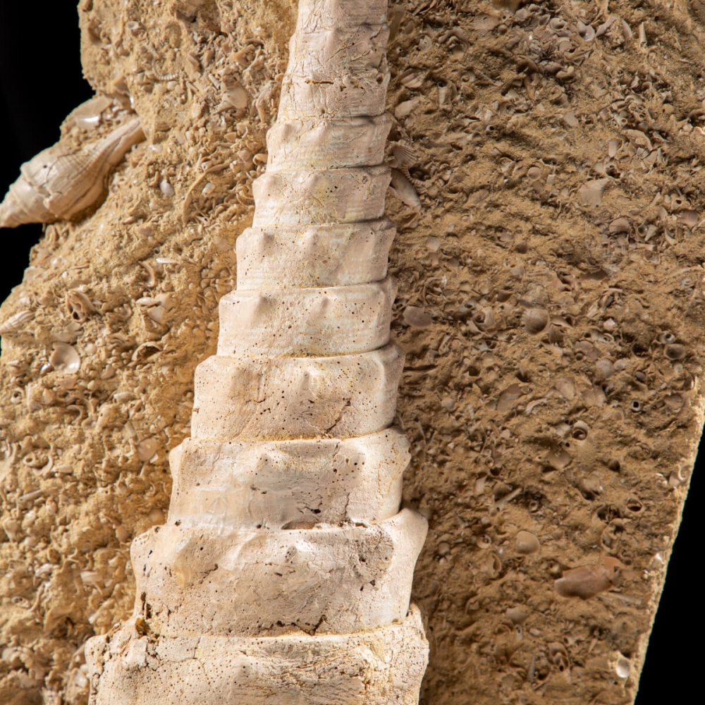 Sapone d'arredo Conchiglia grande - Terra di Raffy