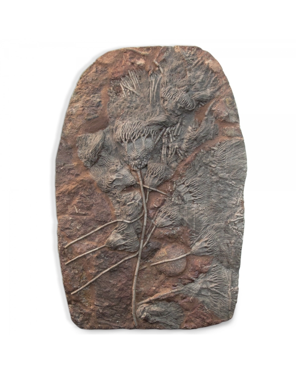 Crinoid