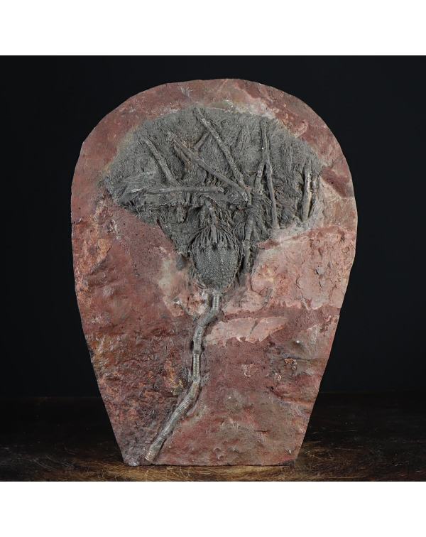 Crinoid