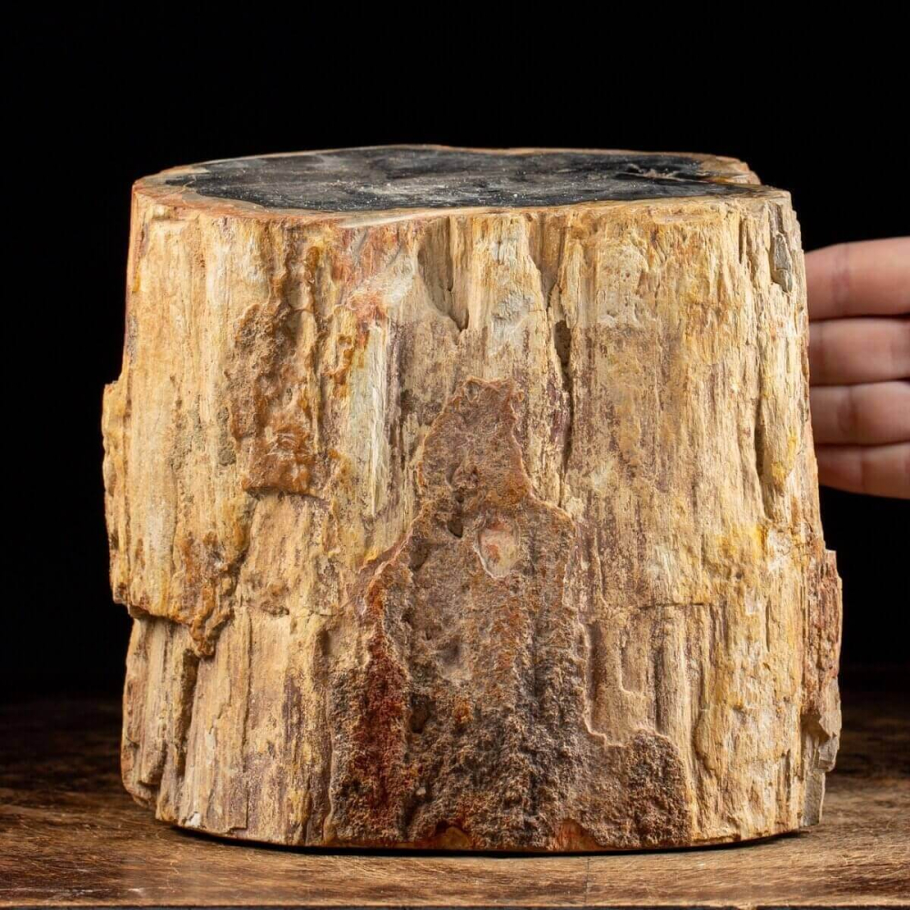 Fossilized Wood Trunk Petrified LLM-03
