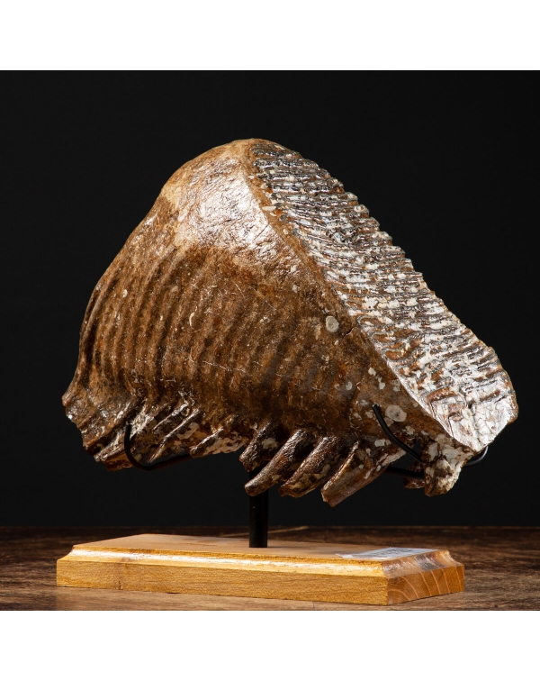 Mammoth Fossil Molar