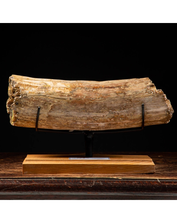 Mastodon Tusk