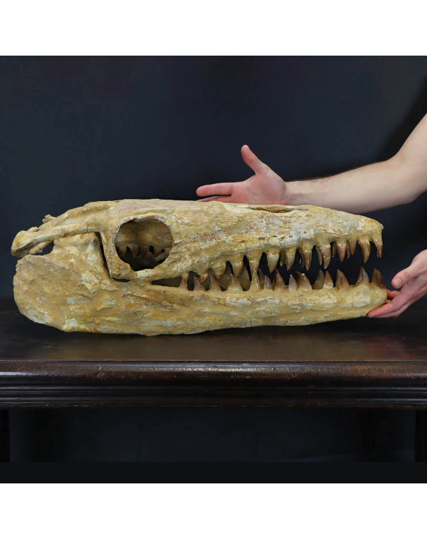 Mosasaurus Fossil Skull