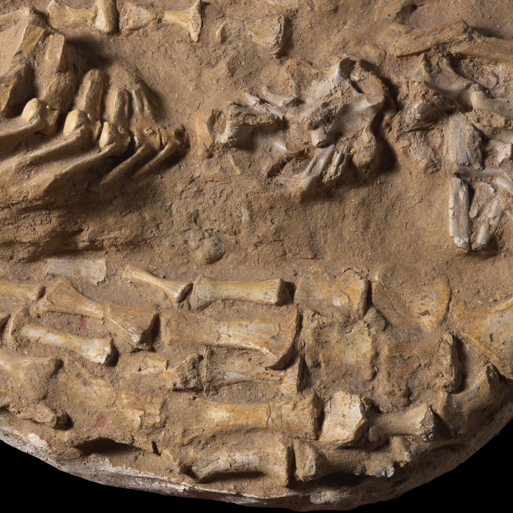 Scheletro Di Kentrosaurus Fossils. Ossa Fossili Di Kentrosaurus. Scheletro Di Dinosauro. Ossa Di Con Cranio Paleontologia E Archeologia Creatura Preistorica Image271942057