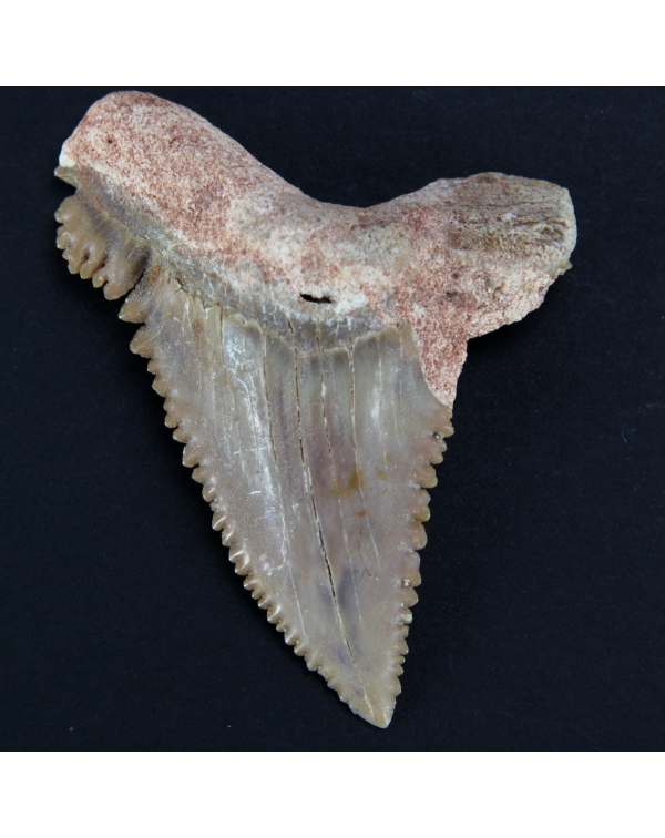Extinct Shark Fossil Tooth - Mako Hastalis