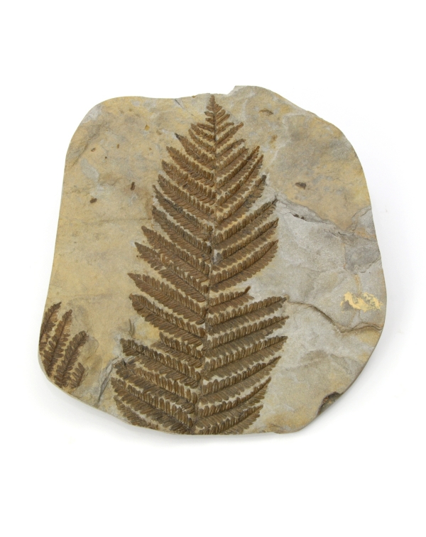 Pteridophyta  Filicopsida - Fossil Fern