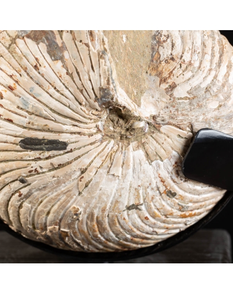 Fossil Nautiloide